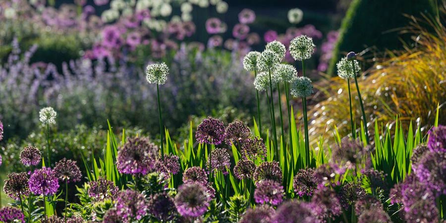 Exploring the beauty of RHS Harlow Carr Gardens