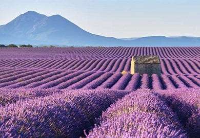 Provence Provence