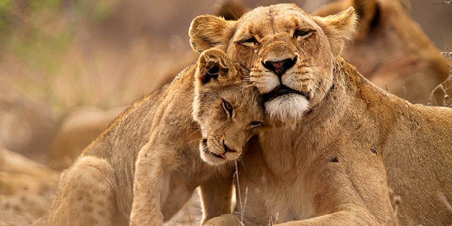 Lioness and cub in the Kruger NP