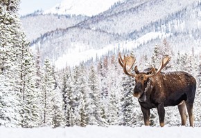 Jasper National Park