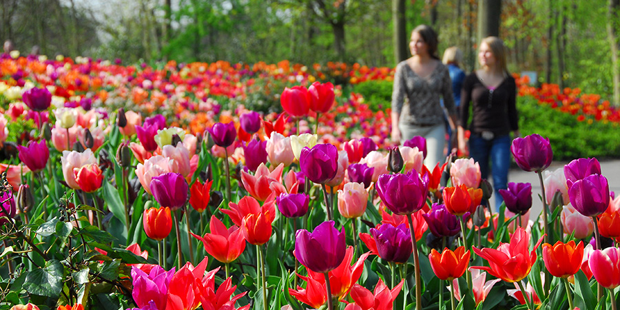 Tulip Garden