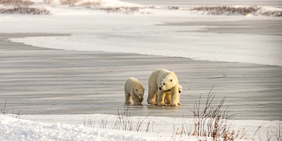 Polar Bears Churchill Canada 