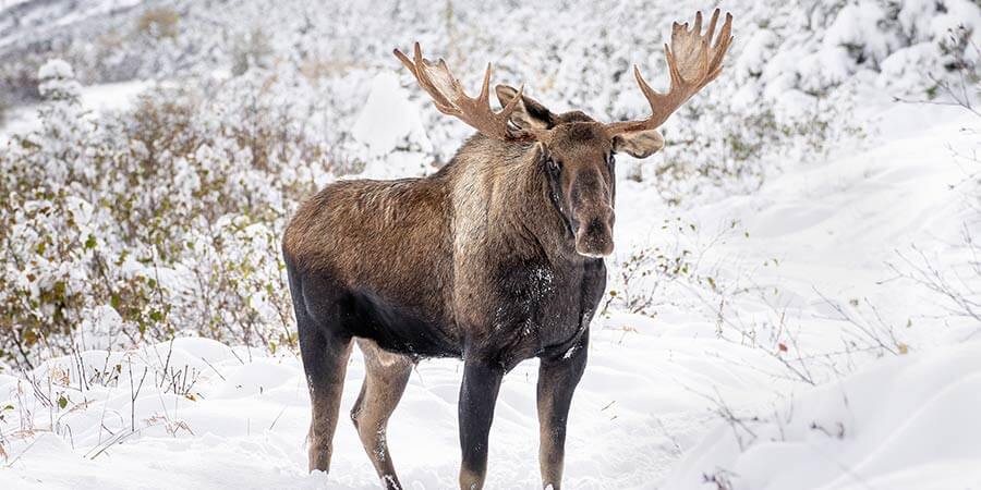 Alaska Wildlife