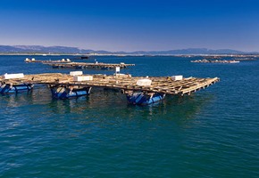 Galicia Coast & Mussel Tasting Cruise 
