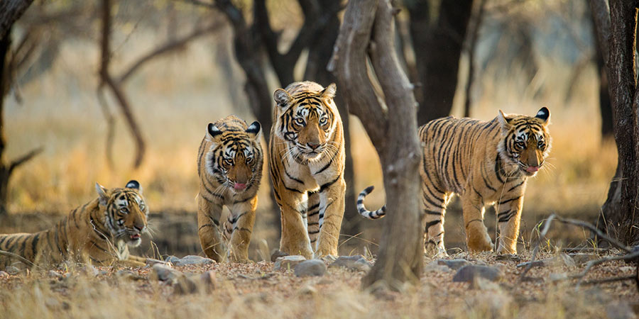Tiger-spotting in Ranthambore National Park