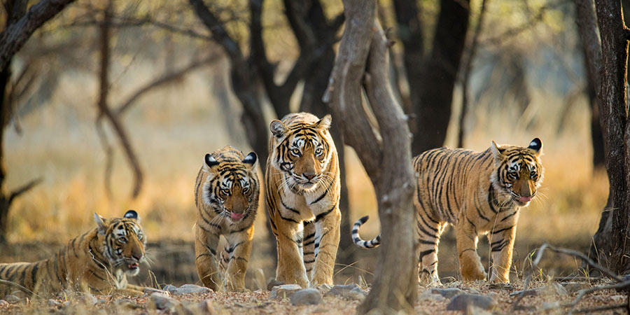 Tiger-spotting in Ranthambore National Park
