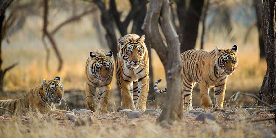 Tiger-spotting in Ranthambore National Park