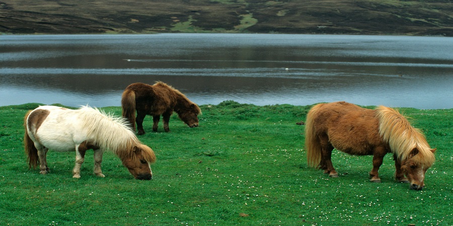 Enjoying encounters with Shetland’s wildlife
