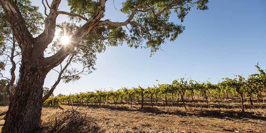 Broken Hill & Barossa Valley