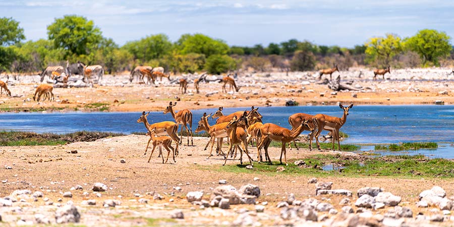 Safari in the Etosha National Park