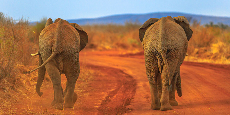 Morning Big Five Game Drive