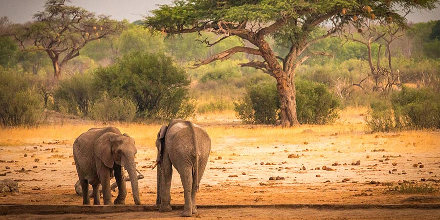 Safari in Hwange National Park
