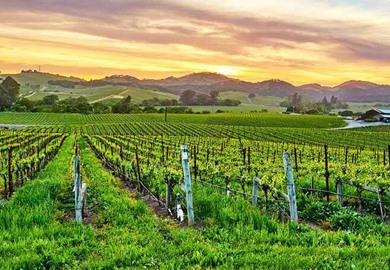 Vineyards Landscape at Sunset in California