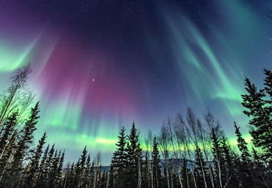 Northern Lights Swirling over Pine Trees