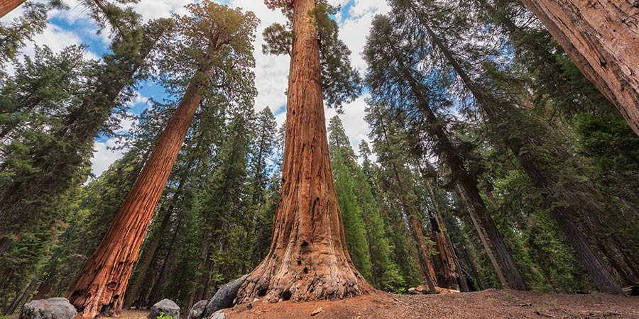 Sequoia National Park California