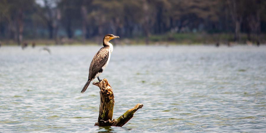 Take a boat safari on Lake Naivasha among fantastic birdlife