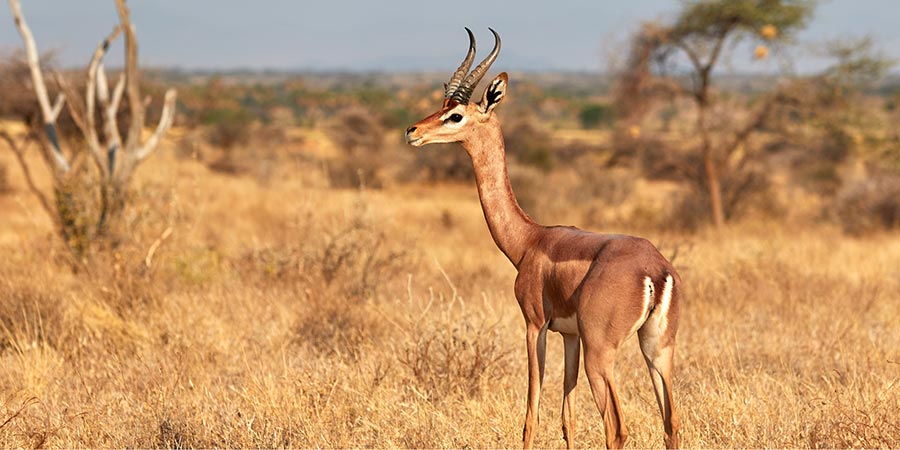 Identify rare species in Samburu National Reserve