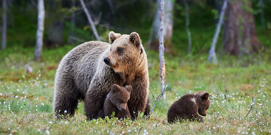 Bear in Alaska