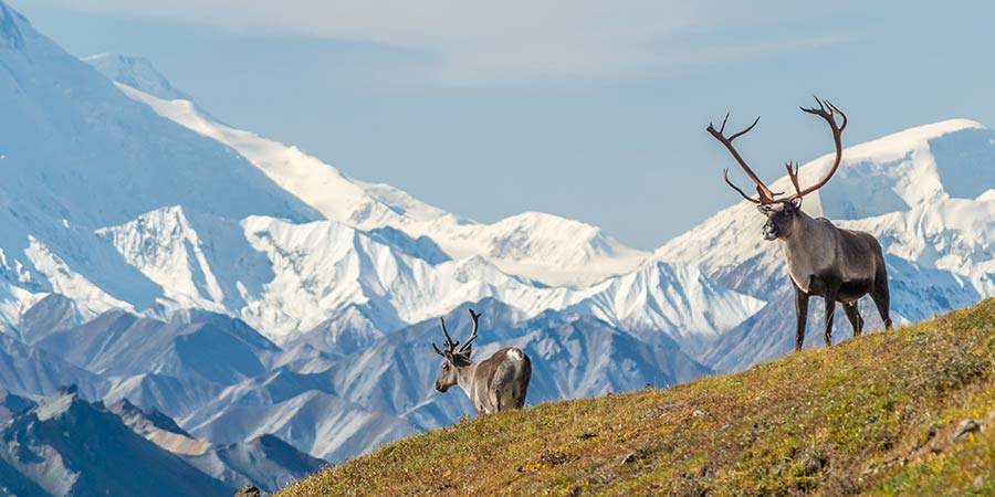 Denali National Park wildlife