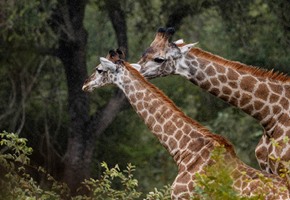 South African Adventure