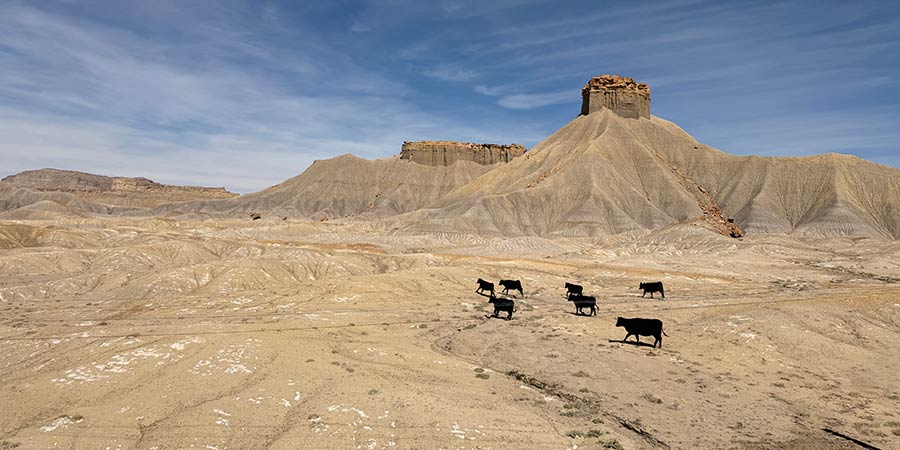 Cows on the range