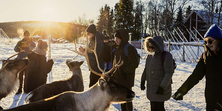 Customers enjoy a Sámi experience meeting reindeer. 